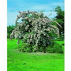 Omnia Garden Paradisbuske 'Pink Cloud' CO 5-pack