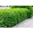 Omnia Garden Vintergrön liguster CO 40-60 cm D17 cm, 10-pack