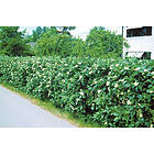 Omnia Garden Oxel E 100-p