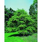 Omnia Garden Katsura CO, 60-80 cm 5-pack