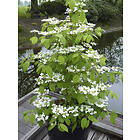 Omnia Garden Japansk olvon 'Kilimandjaro', 1-pack