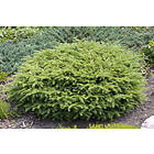 Omnia Garden Fågelbogran 'Nidiformis', 25-30 cm 5-pack