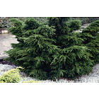 Omnia Garden Trädgårds-en 'Mint Julep', 30-35 cm 5-pack