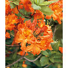 Omnia Garden Azalea 'Knaphill Gibraltar' 1-pack