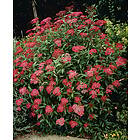 Omnia Garden Rosenspirea karminröd 'Anthony Waterer' CO 10-pack
