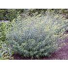 Omnia Garden Litet rödvide 'Nana' 10-pack