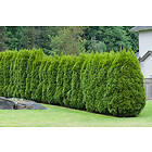 Omnia Garden Häcktuja 'Brabant' 20-40 cm 10-pack