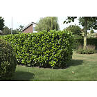 Omnia Garden Lagerhägg 'Etna' CO, 40-50 cm 3-pack