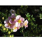 Omnia Garden Ölandstok 'Pink Beauty' CO 10-pack