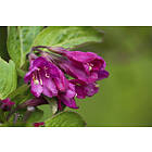 Omnia Garden Rosenprakttry 'Korea' E 20-pack
