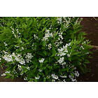 Omnia Garden Bruddeutzia CO, 10-pack