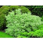 Omnia Garden Rysk kornell 'Elegantissima' CO 10-pack