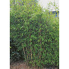 Omnia Garden Stor Bergbambu 'Dino', 2 liter 10-pack