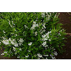 Omnia Garden Bruddeutzia CO 100-p