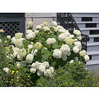 Omnia Garden Vidjehortensia 'Annabelle' CO, Vit 1-pack