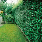 Omnia Garden Liguster, 125-150 cm