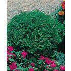 Omnia Garden Dvärgtuja 'Tiny Tim', 25-30 cm 10-pack