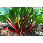 Omnia Garden Rabarber 'Red Champagne' 1-pack