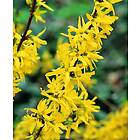 Omnia Garden Hybridforsythia 'Lynwood Gold', 125-150 cm