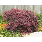 Omnia Garden Japansk blodfliklönn CO, 30-40 cm 3-pack