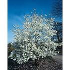 Omnia Garden Japansk magnolia CO, 50-60 cm 1-pack