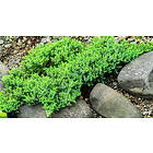 Omnia Garden Japansk kryp-en 'Nana', 1-pack