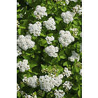 Omnia Garden Björkspirea 'Tor' E CO 10-pack