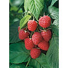 Omnia Garden Hösthallon mörkrött 'Autumn Bliss', 30-50 cm 1-pack