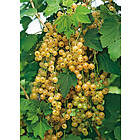 Omnia Garden Gulvita vinbär 'Holländska' stam, 40-60 cm 10-pack