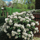 Omnia Garden Park Rhododendron 30-40 cm, Vit 1-pack