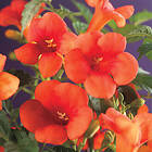 Omnia Garden Trumpetranka, 40-60 cm 1-pack