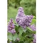 Omnia Garden Syrén Syringa vulgaris 20-p