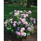 Omnia Garden Hortensia blå 'Nikko Blue' CO 5-pack
