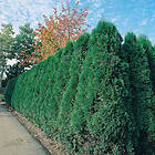 Omnia Garden Ädeltuja 'Smaragd' 80-100 cm 100-pack