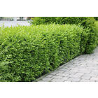 Omnia Garden Vinterliguster 'Liga' CO 100-p