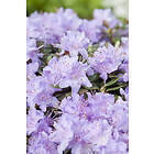 Omnia Garden Tuvalpros 'Ramapo' 1-pack