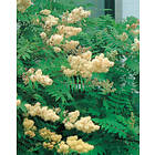 Omnia Garden Rönnspirea 'Pia' CO 3-pack