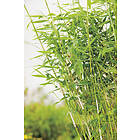 Omnia Garden Bergbambu 'Panda', 5 liter 10-pack