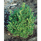 Omnia Garden Buxbom 'Faulkner' 15-20 cm 10-pack