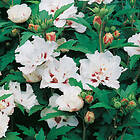 Omnia Garden Frilandshibiskus 'Speciosus' CO 3-pack