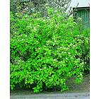 Omnia Garden Korallkornell 'Sibirica' CO 10-pack