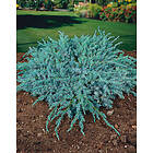 Omnia Garden Himalaja-en 'Blue Carpet', 30-35 cm 1-pack