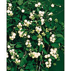 Omnia Garden Snöbär CO 5-pack