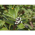 Omnia Garden Videkornell 'Farba' Eco 10-pack