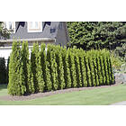 Omnia Garden Ädeltuja 'Smaragd' 50-70 cm 10-pack