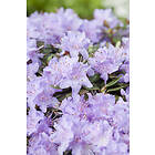 Omnia Garden Tuvalpros 'Ramapo' 3-pack