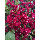 Omnia Garden Rosenprakttry 'All Summer Red', 1-pack