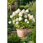 Omnia Garden Vipphortensia 'Limelight' CO 3-pack