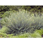 Omnia Garden Rödvide CO 3-pack