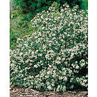 Omnia Garden Svart aronia 'Hugin' CO 1-pack